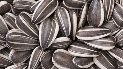 بذور عباد الشمس تحمي من الإصابة بالسرطان وأمراض القلب