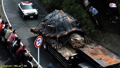 بالفيديو.. أضخم 10 حيوانات في العالم