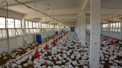 5 مشكلات تمنع شركات التأمين من تغطية مزارع الدواجن والماشية