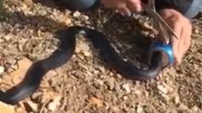 لحظة إنقاذ ثعبان من عبوة مشروب (فيديو)