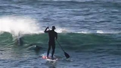 سرب دلافين يعترض طريق متزلج ويسقطه بالمياه (فيديو)