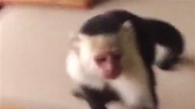 قرد يسرق طعام سياح ويدعو صديقه لمشاركته الوليمة (فيديو)