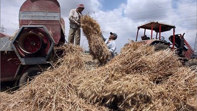 مصرع شخص سقط في «دراسة قمح» بالمنوفية