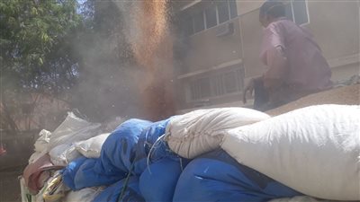 ضبط 11 طن قمح فاسد في أسوان