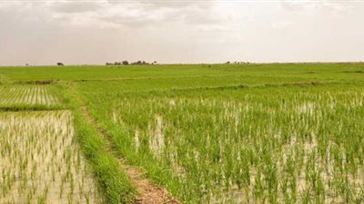 «زراعة الوادي الجديد»: لا تراجع عن حظر زراعة الأرز