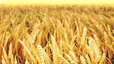 الري يطرح تقاوى قمح لزراعتها على المياه المالحة في الوادى الجديد