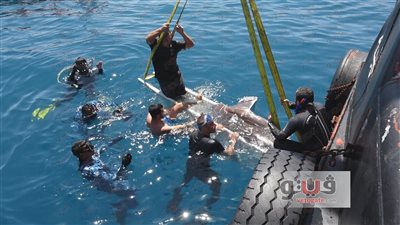 بالصور.. رحلة إنقاذ سمكة الشمس النادرة «تقرير»