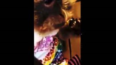 بالفيديو.. قرد يرفض مشاركة صاحبه له في شرب الخمر