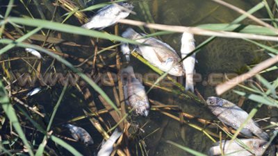 بالصور.. أسباب نفوق الأسماك في كفر الشيخ.. الصيادون: التلوث الناتج عن الأقفاص السمكية وراء الكارثة البيئية.. المحافظ: تدفق المياه العذبة والمالحة أدى إلى نقص الأكسجين.. ويؤكد: المياه صالحة للشرب