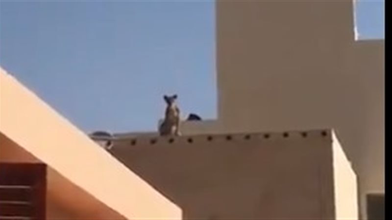 فيتو