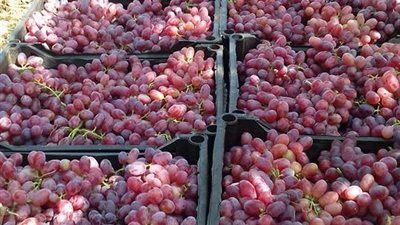 خبير زراعي يكشف الأسباب المعوقة لتصدير العنب الملون للخارج