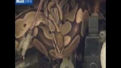 بالفيديو.. «محصل» يعثر على ثعبان في عداد الكهرباء