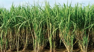 حملة قومية لترشيد استهلاك المياه المستخدمة في زراعة قصب السكر