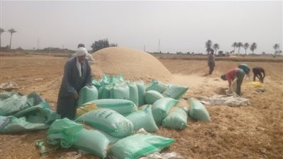 توريد 249 ألفا و545 طن قمح لشون وصوامع الشرقية