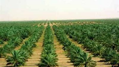 إبراهيم عشماوي: زراعة ١٠ آلاف فدان موالح بالوادي الجديد لتصديرها إلى أوروبا