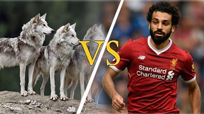 محمد غنيم يكتب: صلاح vs الذئاب