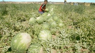 وزارة الزراعة عن «المبيدات المسرطنة بالبطيخ»: شائعات لضرب التصدير