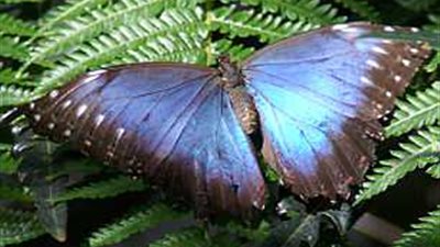 امرأة تسرق فراشة أفريقية نادرة (فيديو وصور)