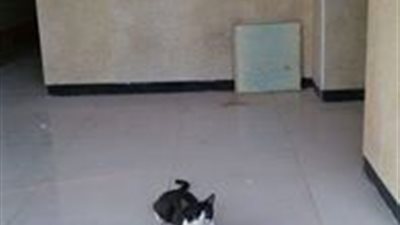 بالصور .. انتشار القطط داخل مستشفى الهلال بسوهاج