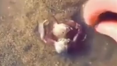 كابوريا تدافع عن أخرى في مشهد رومانسي (فيديو)