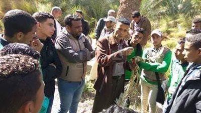 تدريب طلاب الوادي الجديد على اكتشاف سوسة النخيل الحمراء