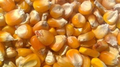 إحباط تهريب 43 ألف طن ذرة صفراء فاسدة بميناء دمياط