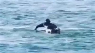 دولفين يتسبب في طيران رجل يمارس رياضة ركوب الأمواج (فيديو)