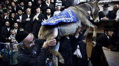 تقديس الحمير.. وتقديس الخرفان!