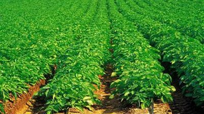 دراسة حديثة: فاقد المحاصيل في مصر أعلى المعدلات في العالم