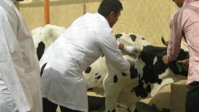 تحصين 86 ألف رأس ماشية ضد الحمى القلاعية والوادي المتصدع بالفيوم