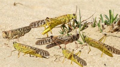 قاعدة الجراد بـ