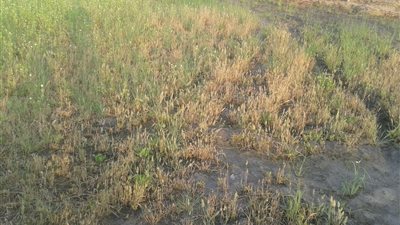 محافظ الإسماعيلية يعلن عن زيادة مساحة زراعة الأرز