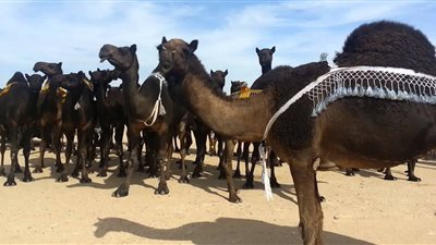 «إبل أمير قطر ووالده» لا زالت بالسعودية