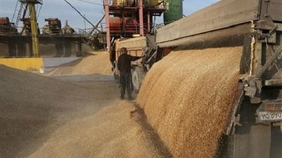 توريد 40 ألف طن قمح بشون القليوبية