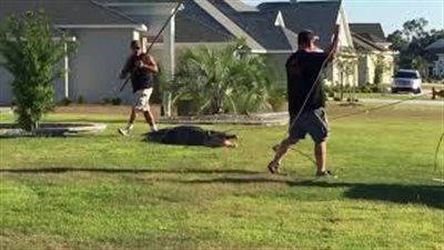 تمساح ضخم يثير الذعر بعد تسلله لمنطقة سكنية (فيديو)