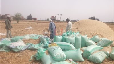 توريد 266 ألفا و24 طن قمح لشون وصوامع الشرقية