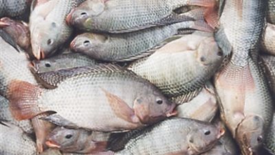 البلطي يسجل 27 جنيها بسوق العبور.. اليوم