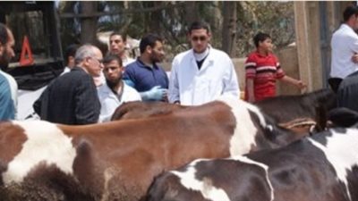 قافلة بيطرية تعالج 586 رأس ماشية في شبرامنت بأبو النمرس