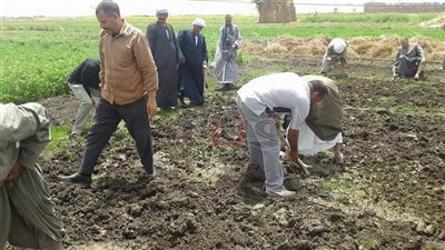 إزالة 3 مشاتل لزراعة الأرز في القليوبية (صور)