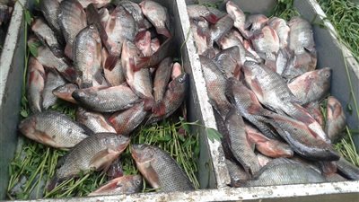 ارتفاع أسعار الأسماك اليوم.. والبلطي بـ29 جنيها في الجيزة