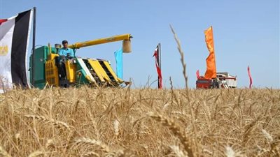 توريد 26 ألف طن قمح لصوامع وشون اﻹسماعيلية