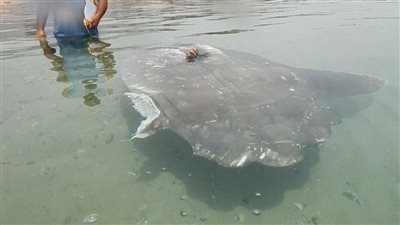 بالصور.. نفوق «سمكة الشمس» النادرة تثير سخرية النشطاء.. أمير: يجب إدراج الكائن آكل زعنفتها على قوائم الإرهاب.. محمد: إضراب عام حدادا عليها.. منى: نفدت بنت المحظوظة وسابتنا نتعذب.. وجاد: ماتت