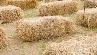 باحثون مصريون يستخدمون قش الأرز لمنع تآكل الحديد