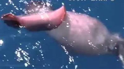 بالفيديو.. حبار ضخم يحاول سرقة أسماك من الصيادين