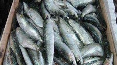 ضبط 10.5 أطنان أسماك مملحة غير صالحة للاستهلاك الآدمي بالدقهلية