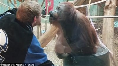 إنسان الغاب يقلد شابًا ويمنحه قبلة (فيديو وصور)