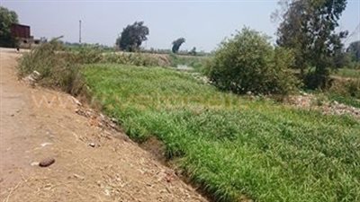 بالصور.. ورد النيل وتلوث مياه الترع يهددان ببوار أراضى الدقهلية