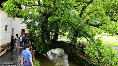 شجرة معمرة تتخذ شكل جسر بين ضفتي نهر (صور)