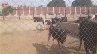 شاهد.. مزارع رءوس الماشية والعجول في سجن طرة ( فيديو وصور)