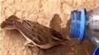 رد فعل رجل لحظة خطف قط عصفورًا من أمامه (فيديو)